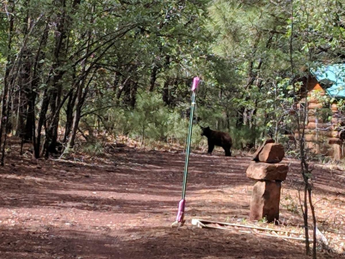 Cozy Cub Log Cabin - Year Round Tranquil Beauty Pinetop-Lakeside Esterno foto